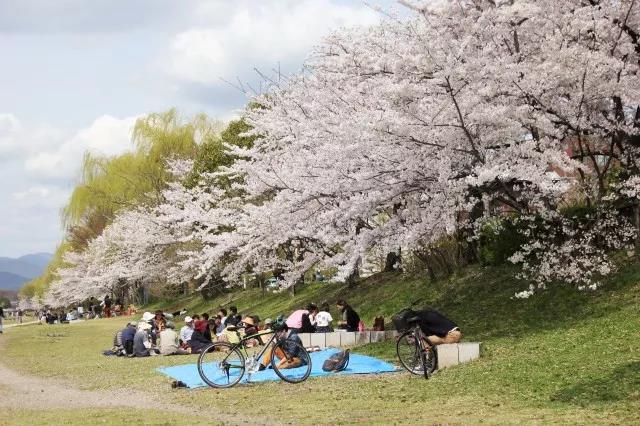 日本樱花季卖得好的选品都在这里了，你准备了几种？